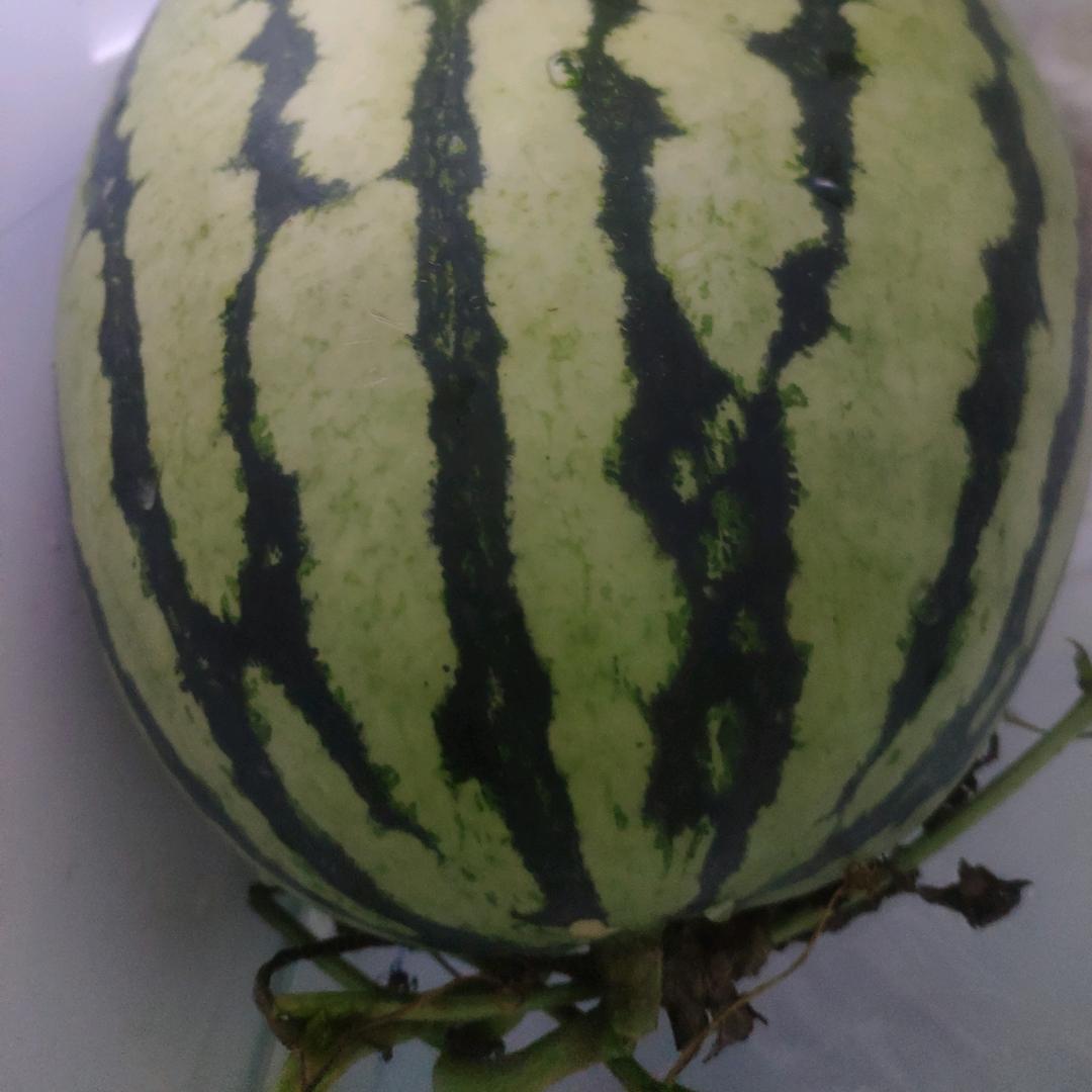 西瓜