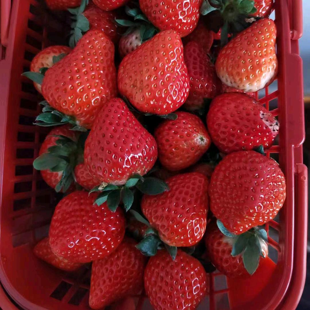 枣棚村草莓园🍓