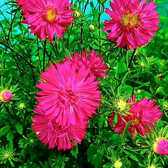 百花齐芳