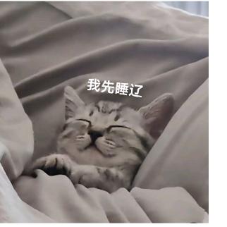 半只呆猫