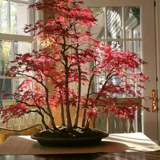 清风朗月