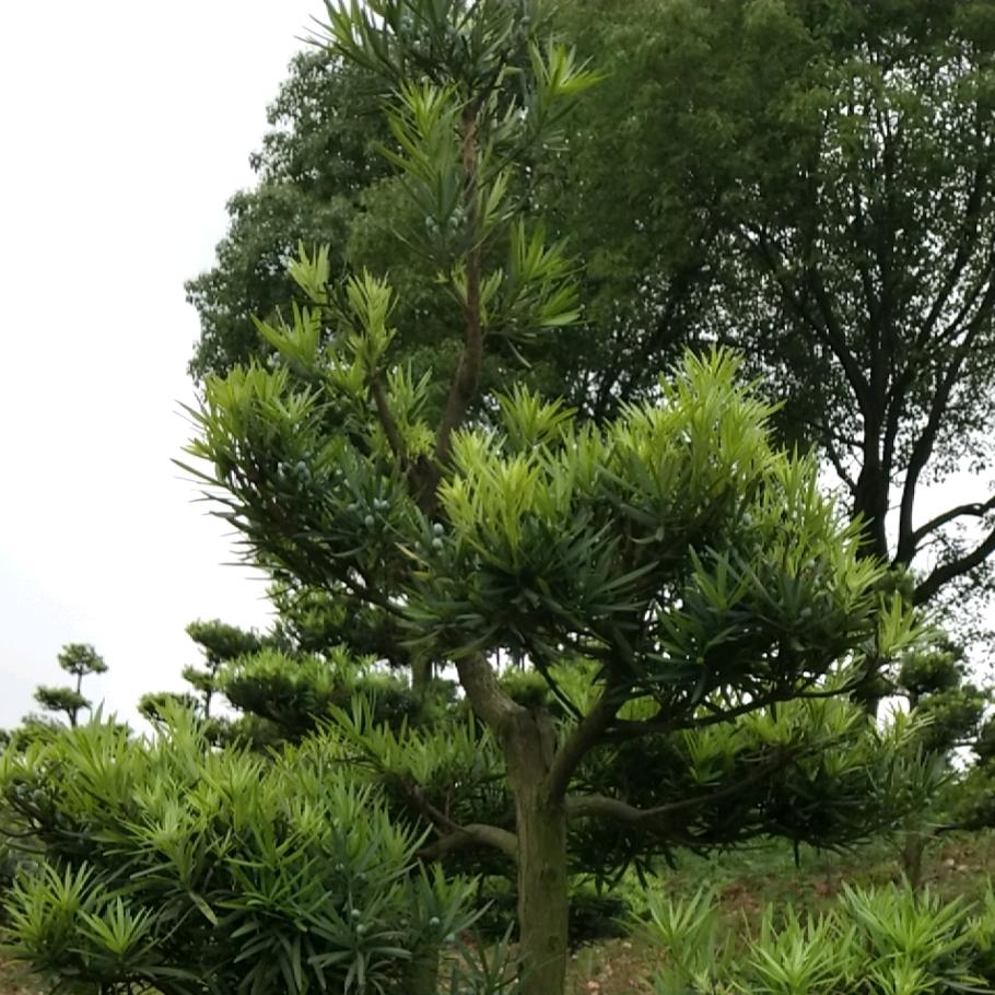 Ω