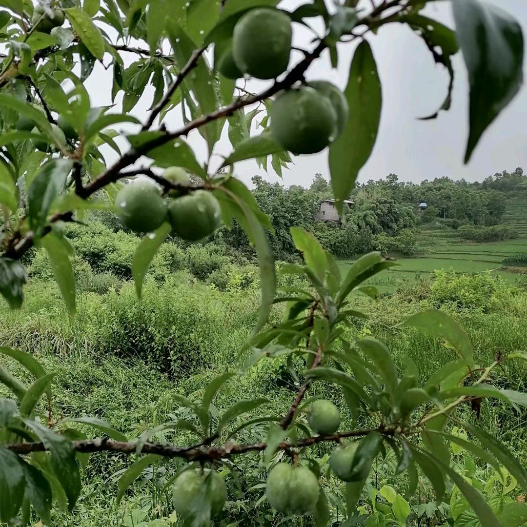 幸福菜园土特产