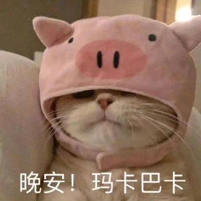 猫猫