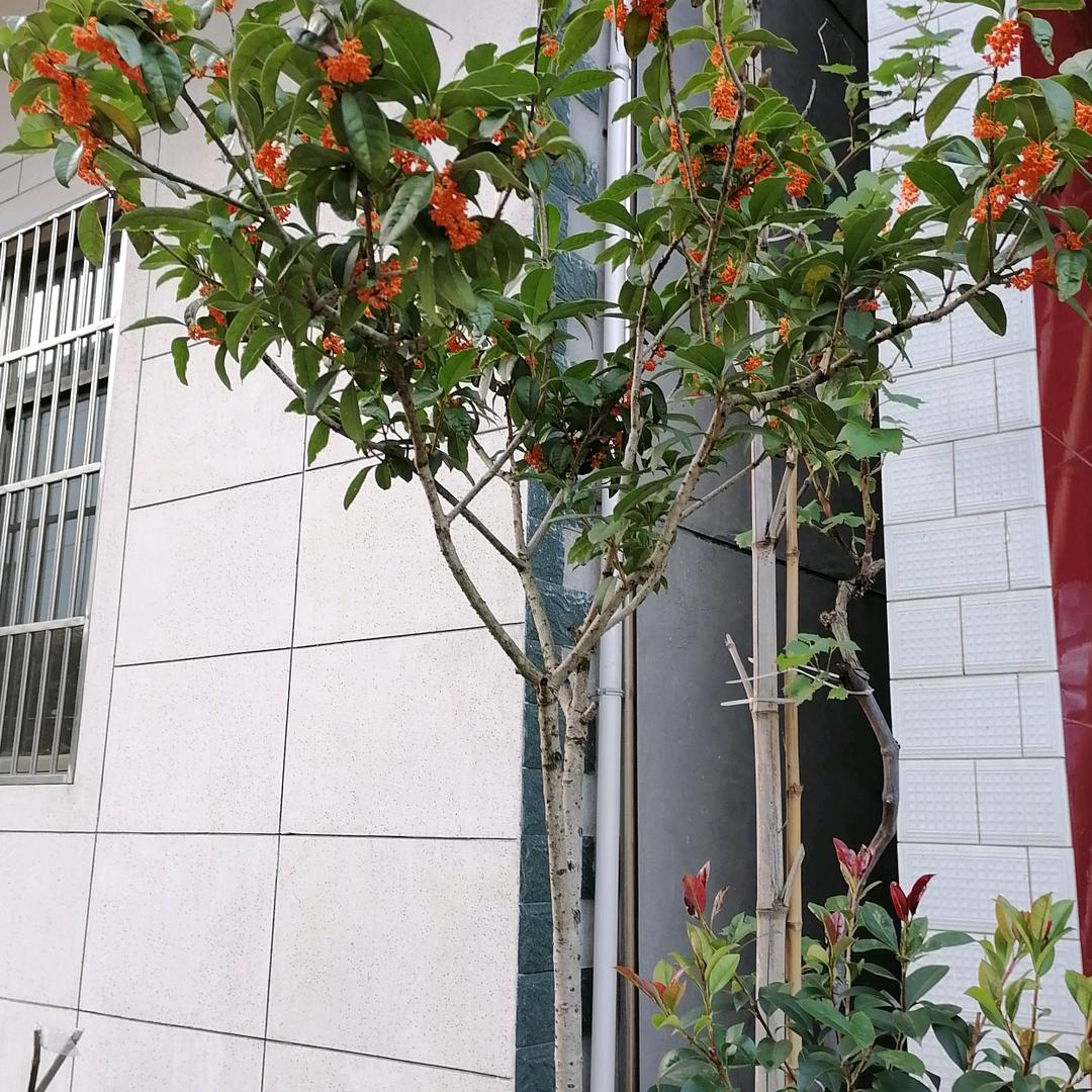 红桂花🌸🌸