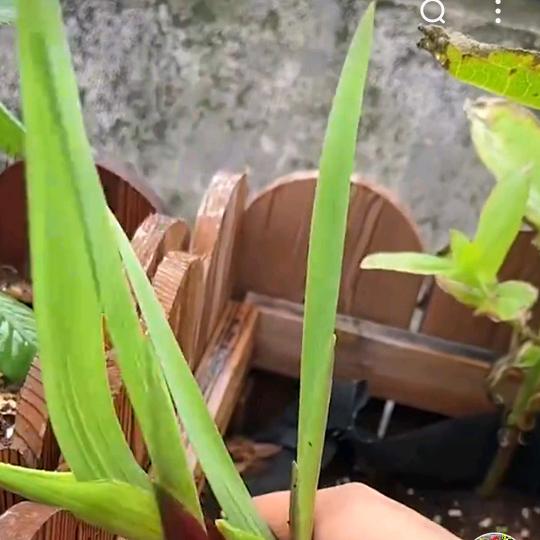 磊落光明