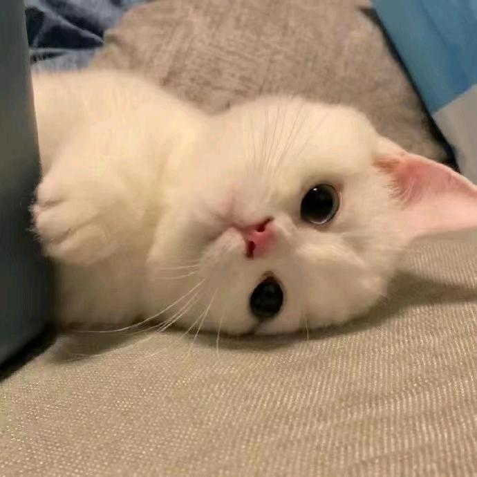 蒋小鱼