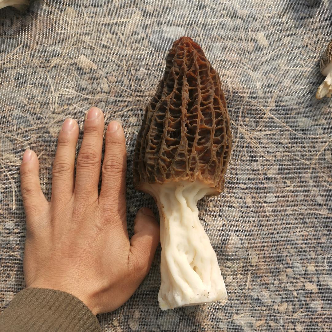 禾丰羊肚菌种植合作社