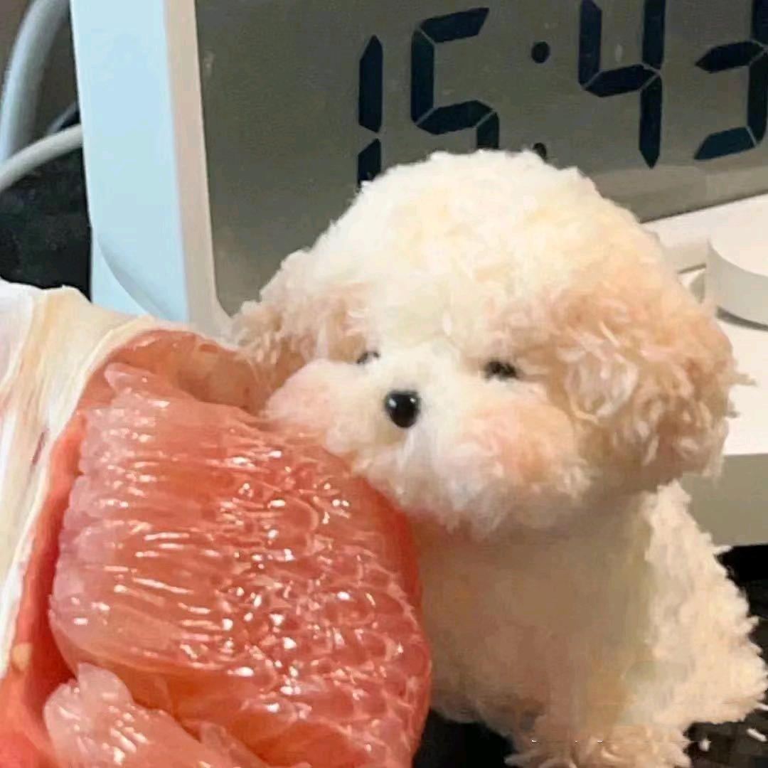 小顾小顾