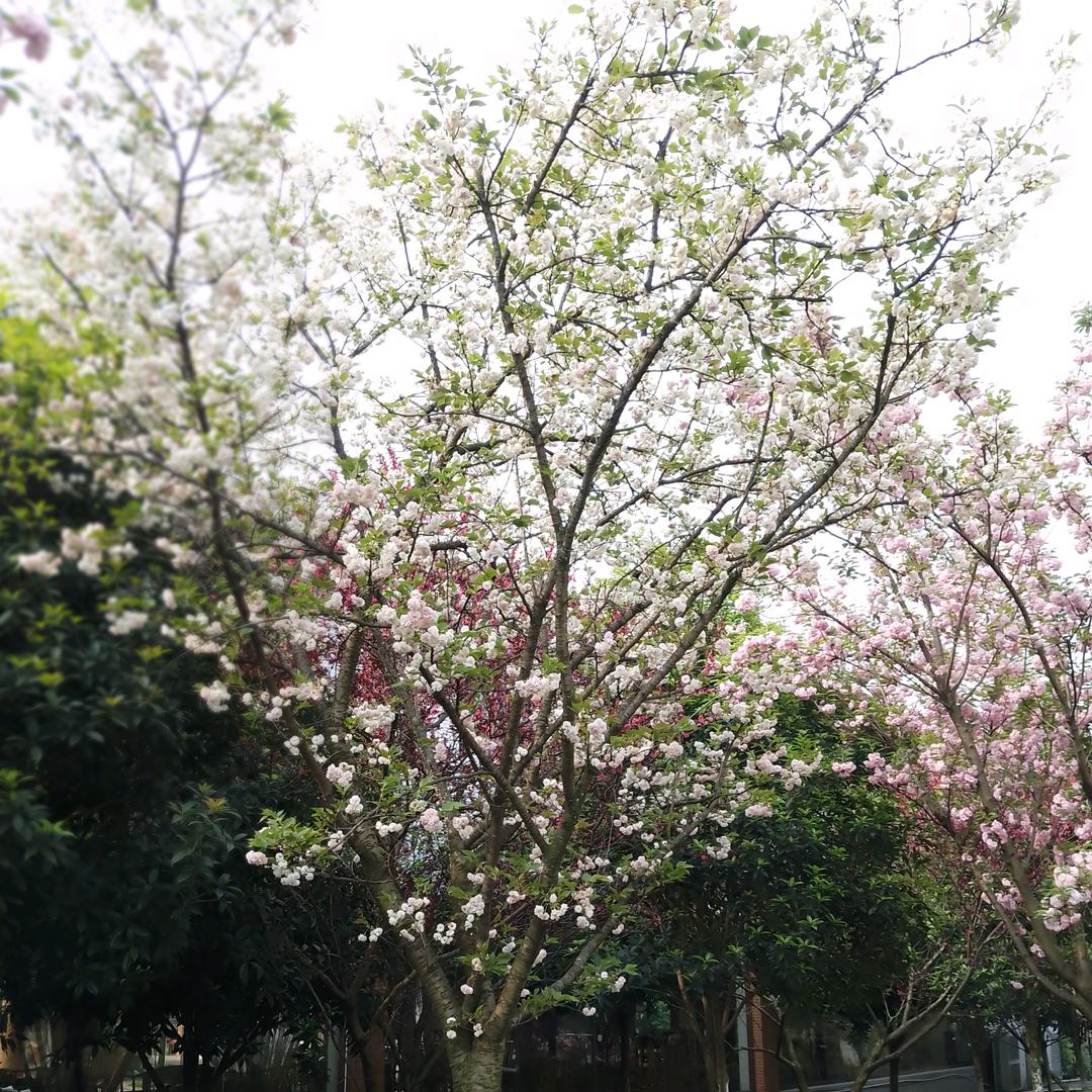 努力把最好给你