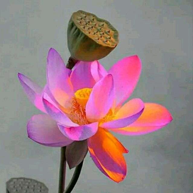 kx 宝儿