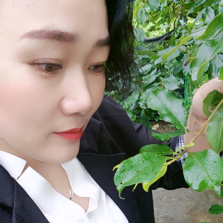 柳虹