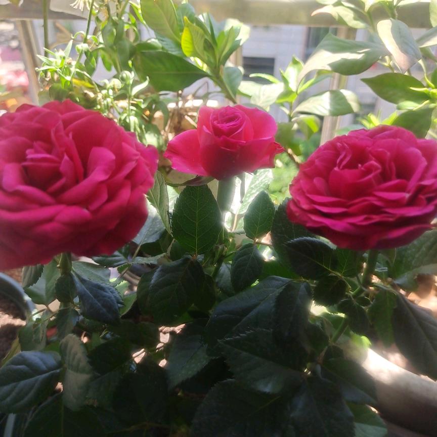 开心快乐每一天