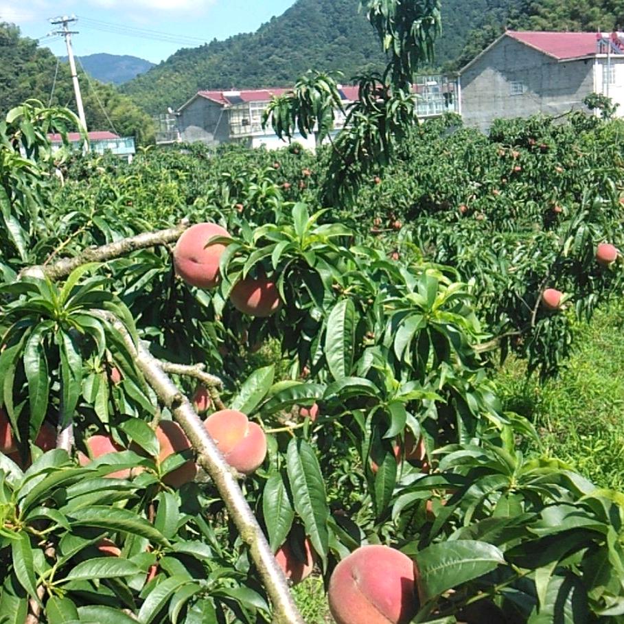 金寨县奇味香有机蟠桃园。