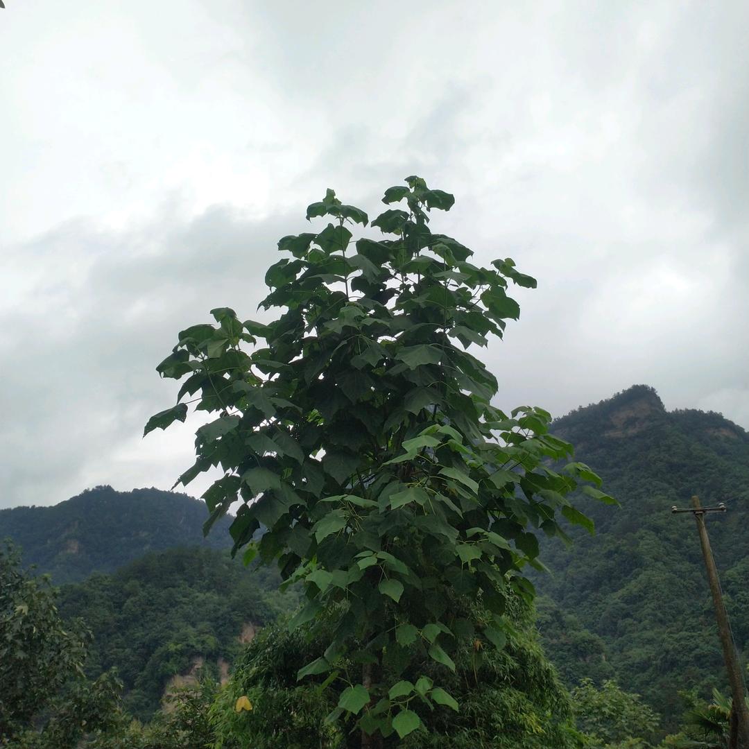 爱上农村小院