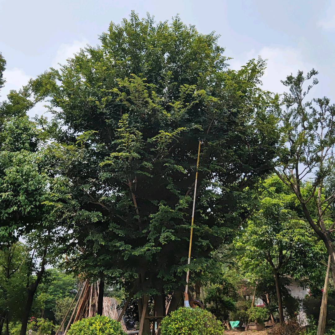 厦门市绿之露园艺有限公司