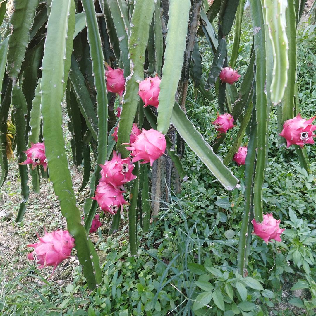 明哥，水果种植农户