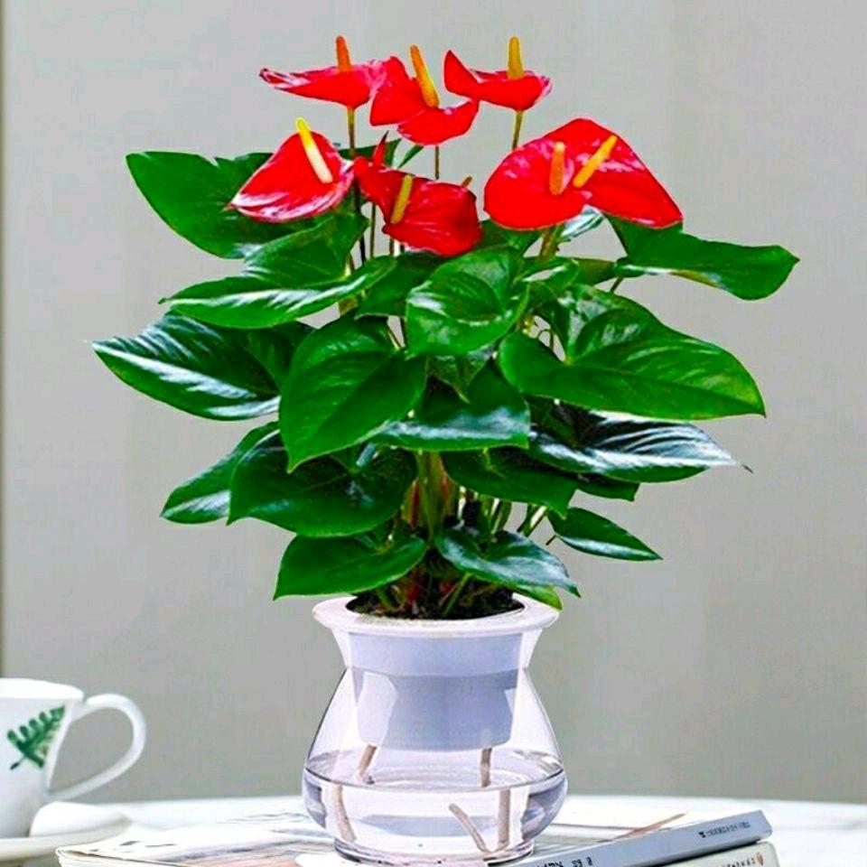 美好未来🌷🌷🌹🌹