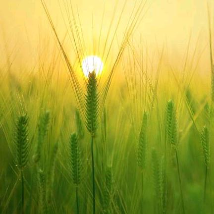 秋风生渭水，落叶满长安