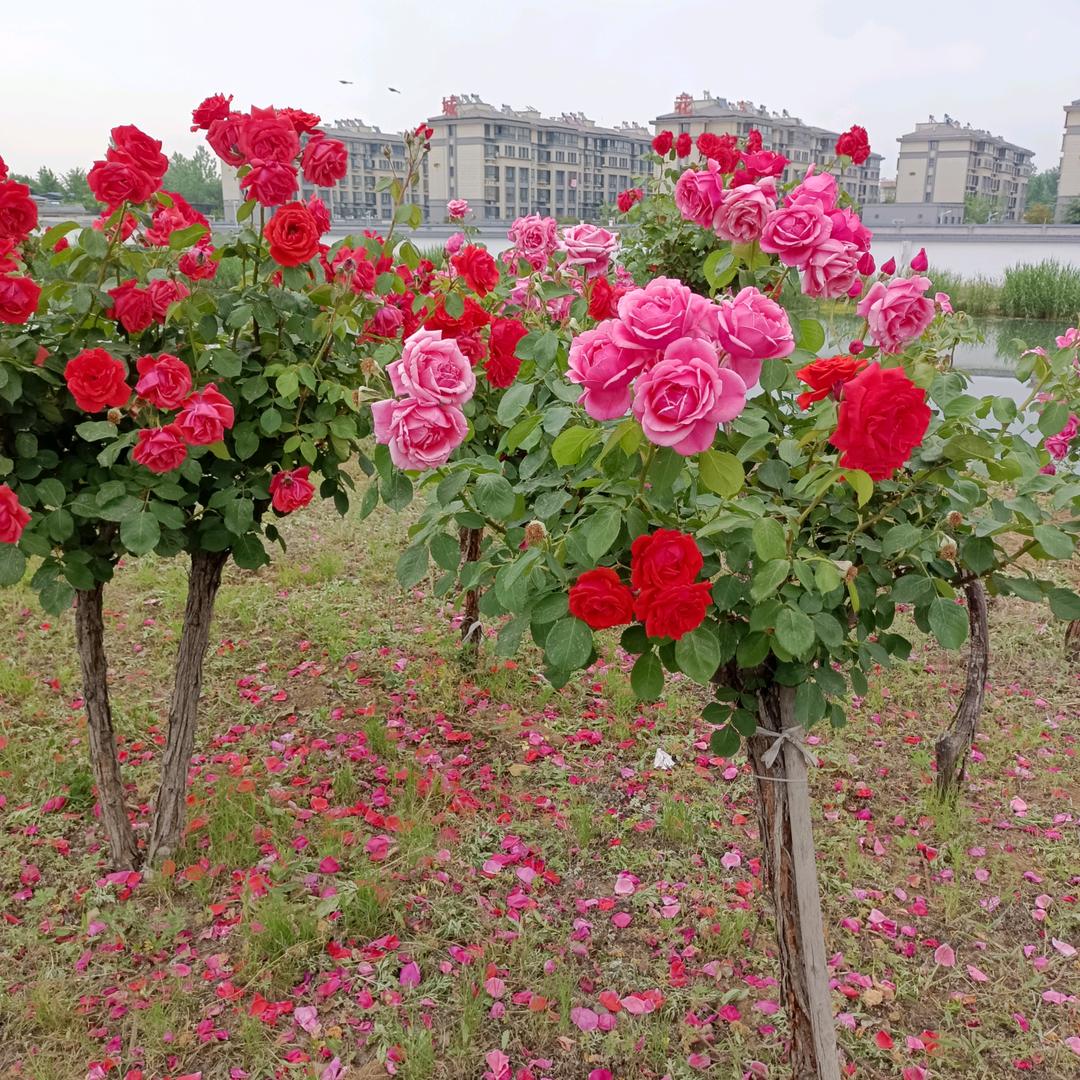 1༃♛余生♧༂随心