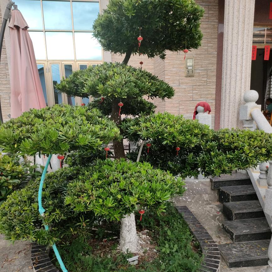 梦   想