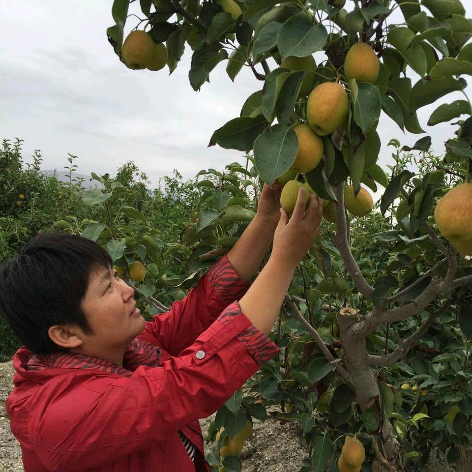 新农人吕美香