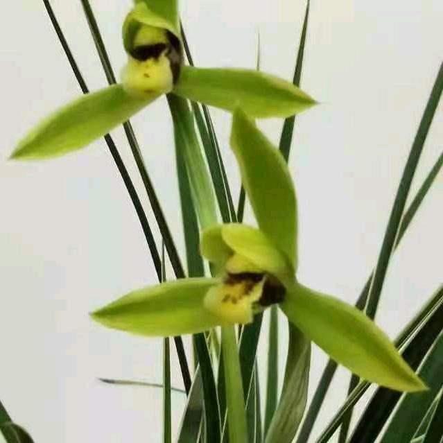 室雅兰香🧜‍♀️