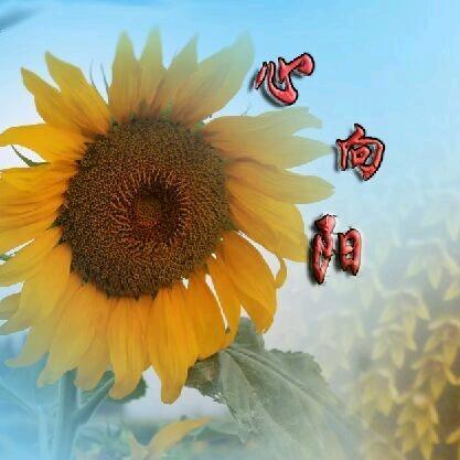 心向阳