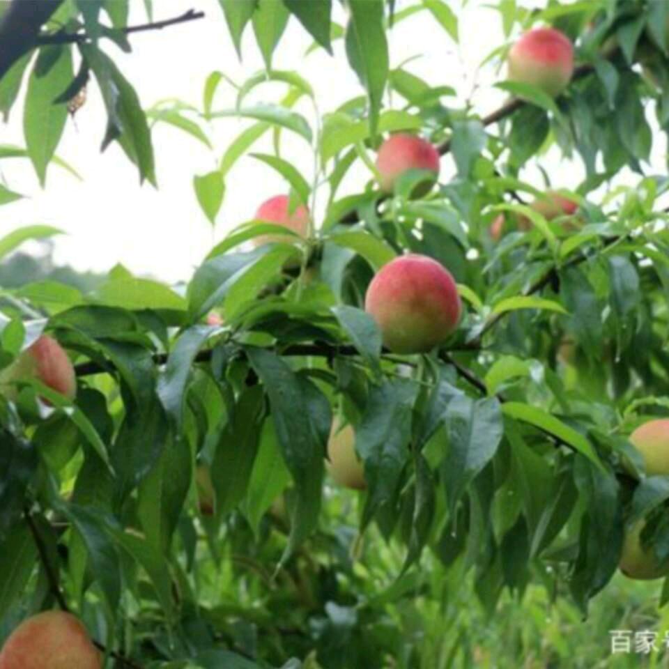 蜜桃