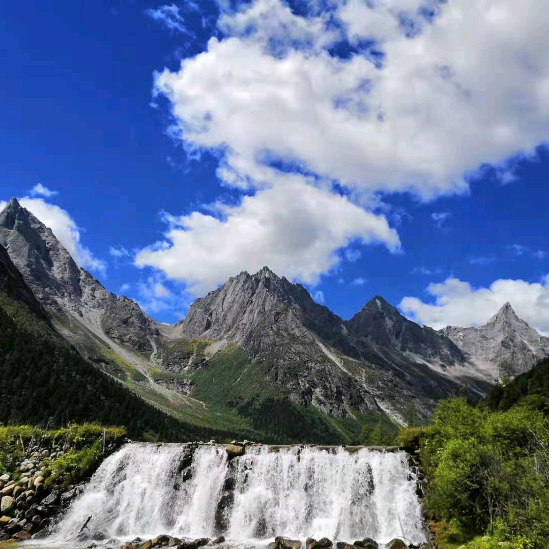 柠檬树