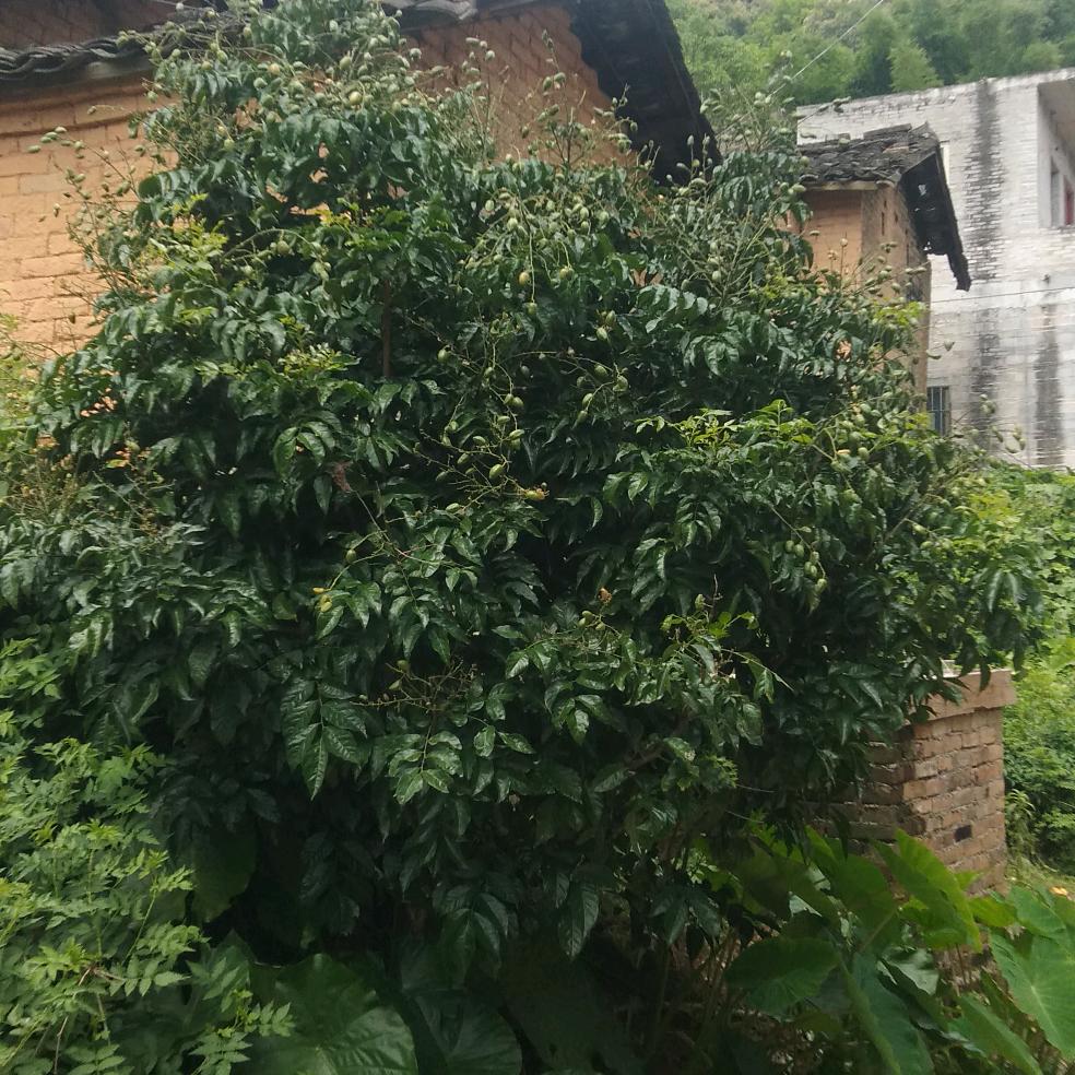 chenrihuan42