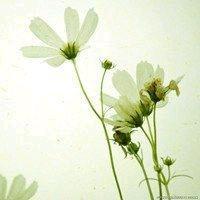 花开园林