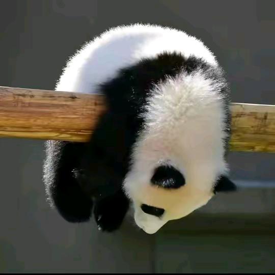 🐻🐱🐼