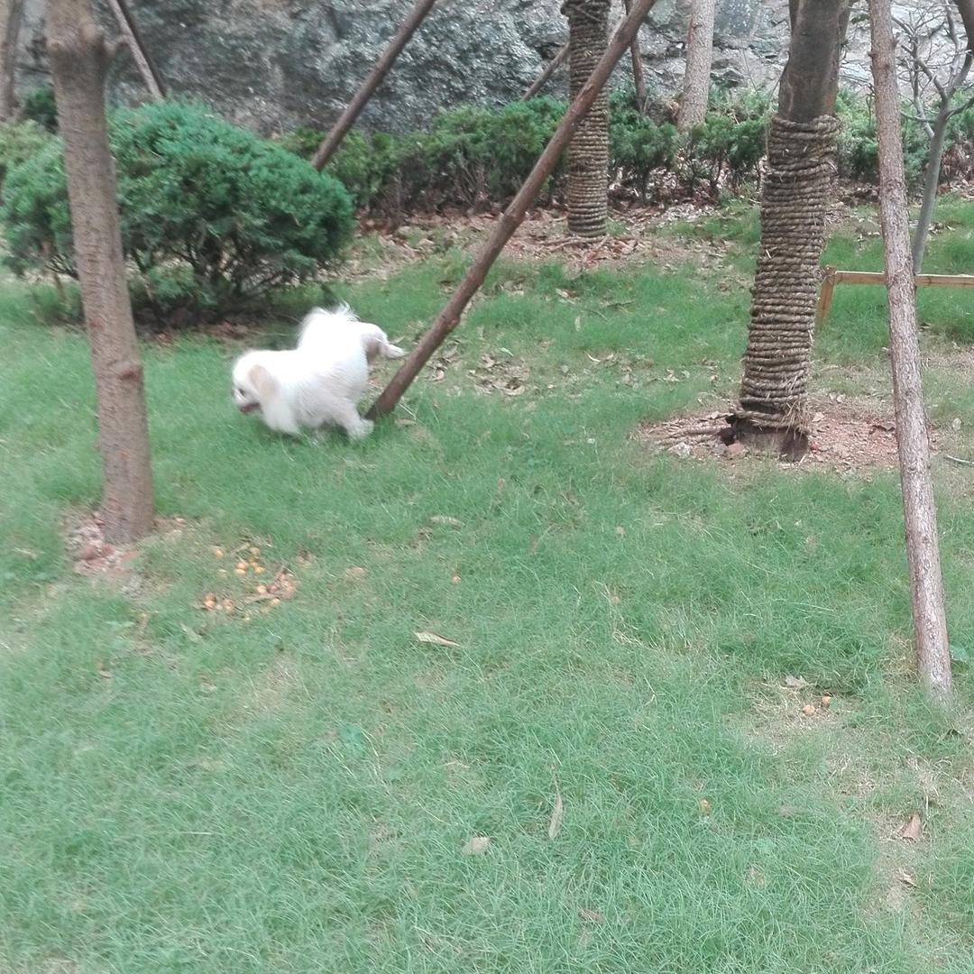 豆豆