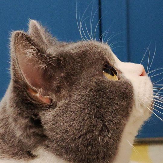 🐱乐仔喵喵