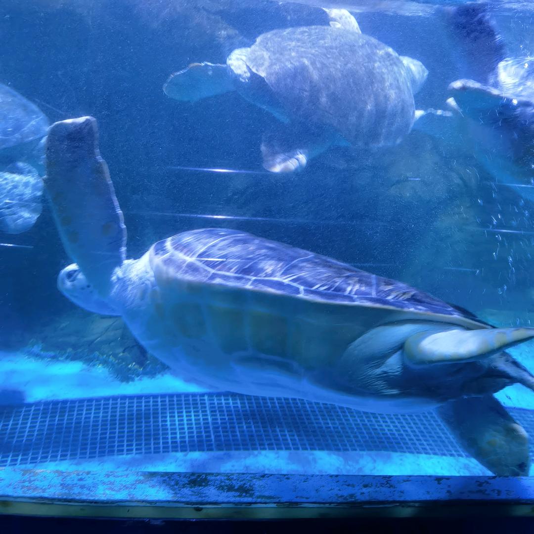顺⊙ω⊙