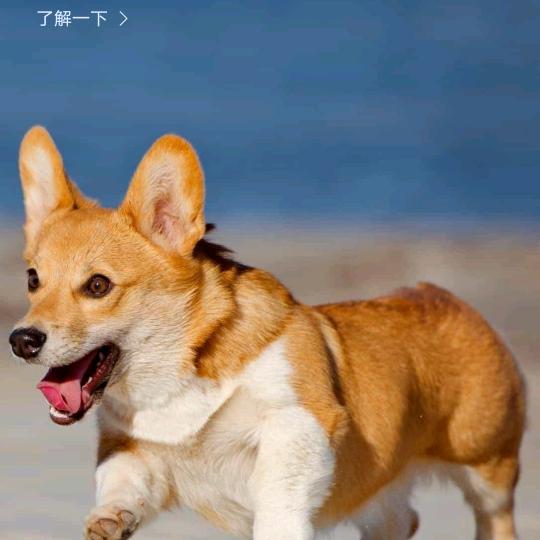 用户fuwenyingzjswdbx