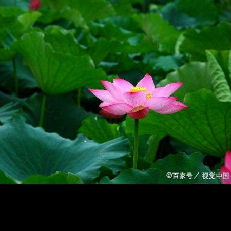 妙证