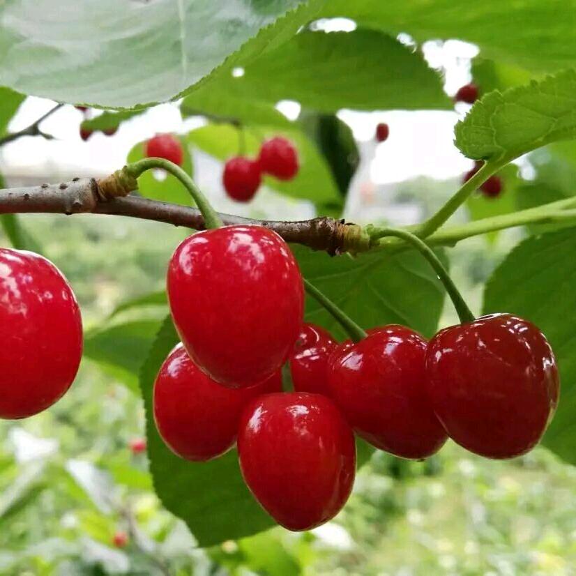 @🍒樱🍒味爱，所以爱