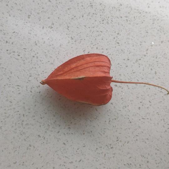 七十小小