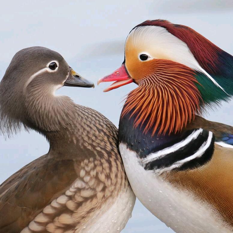 火厂坪鸳鸯情家具