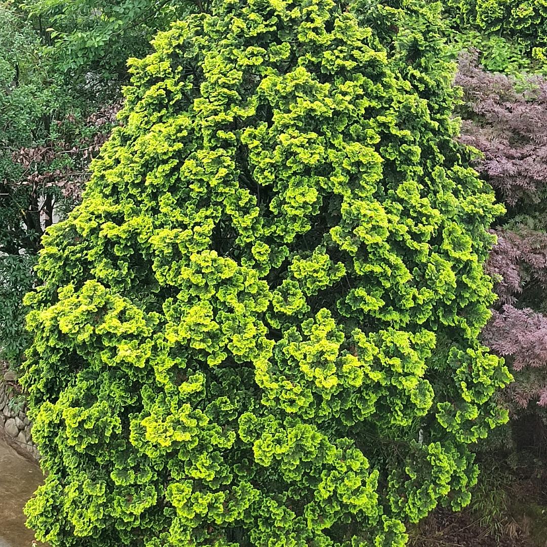 老汪敲墙，代买黄沙水泥红砖