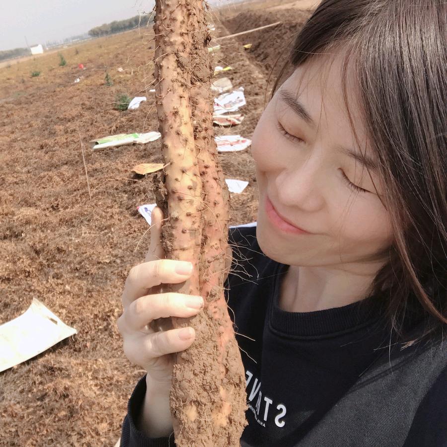 庆怀斋铁棍山药