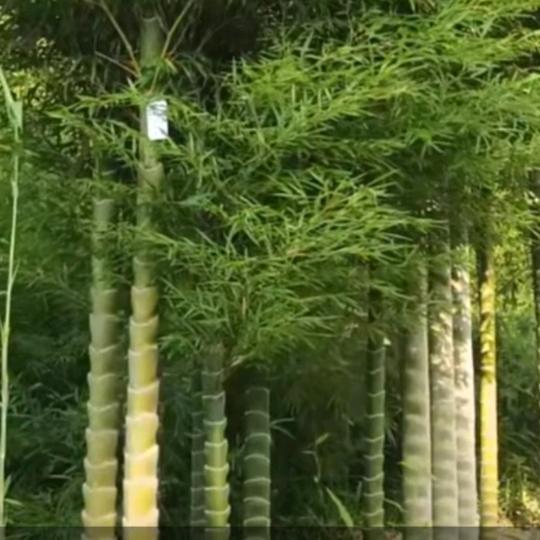 用户柳新冯姐加工人造肉，《拒绝连赞》