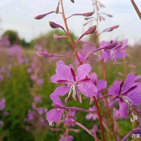 用户6325370696960雨滴