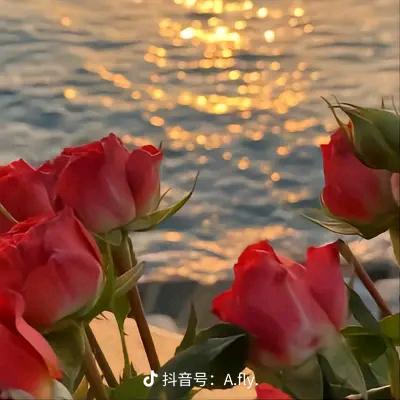 农村香菜