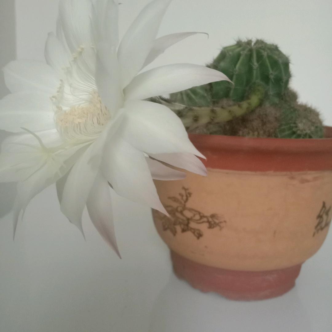 芦荟