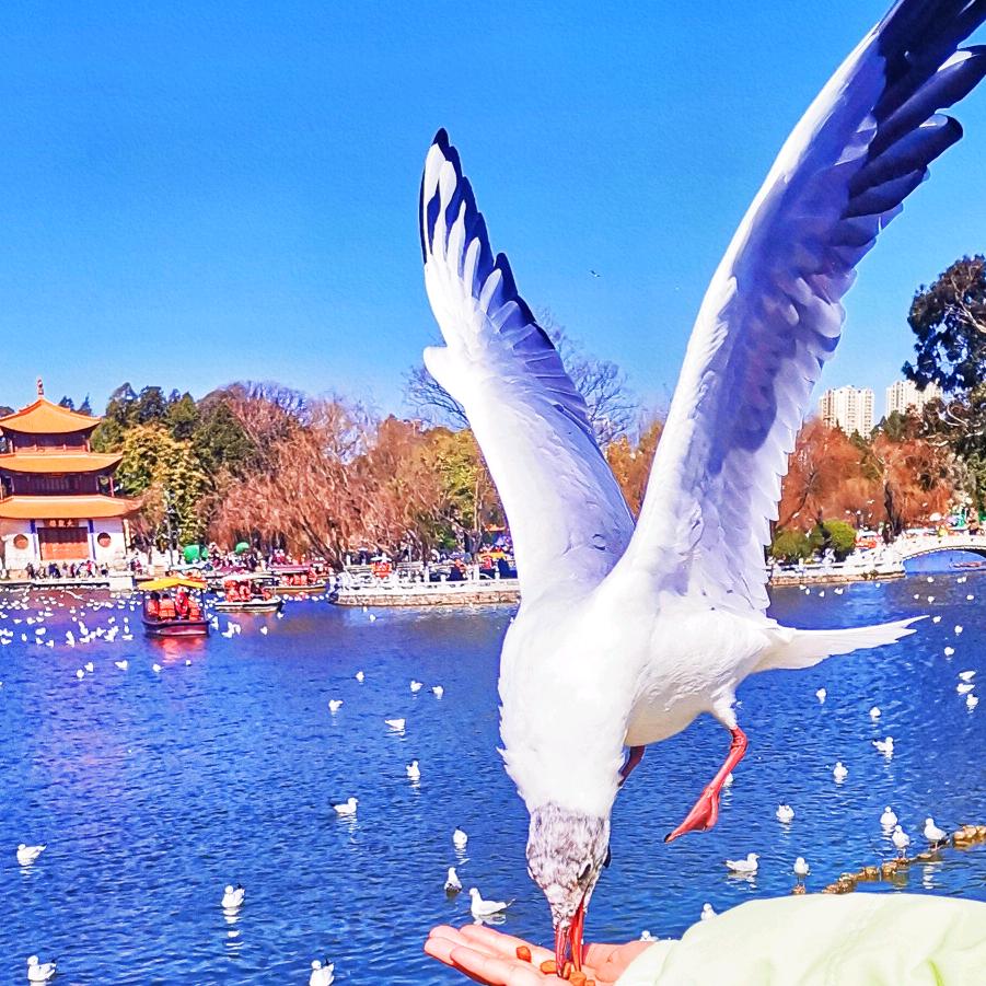 七彩  音乐