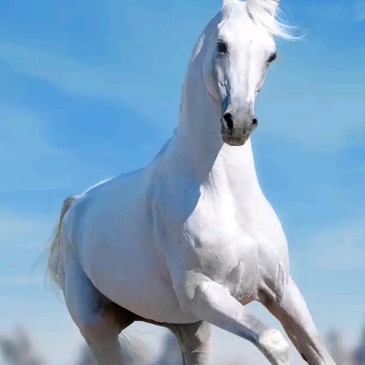 房叔
