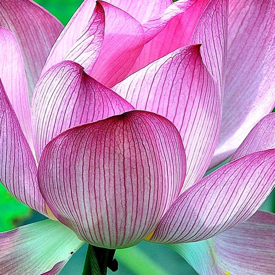 人生如梦，狼哥